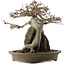 Acer buergerianum, 29,5 cm, ± 25 years old, in a handmade Japanese pot