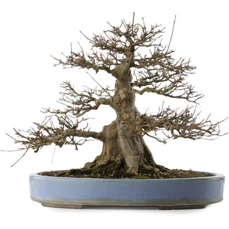 Yamaaki Acer buergerianum, 33 cm, ± 30 anni