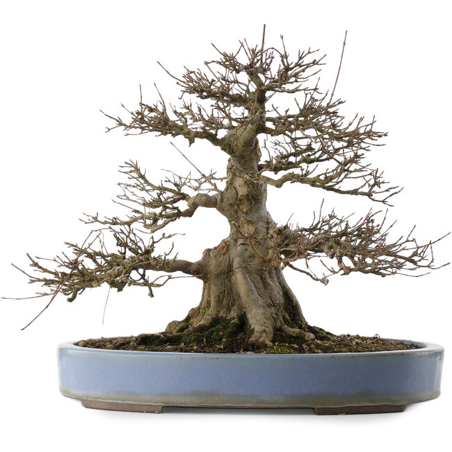 Acer buergerianum, 33 cm, ± 30 years old, in a handmade Japanese pot by Yamaaki with a small crack