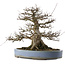 Acer buergerianum, 33 cm, ± 30 anni, in un vaso giapponese fatto a mano da Yamaaki con una piccola crepa
