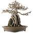 Acer buergerianum, 29,5 cm, ± 25 anni, in un vaso giapponese fatto a mano