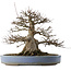 Acer buergerianum, 33 cm, ± 30 years old, in a handmade Japanese pot by Yamaaki with a small crack