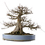 Acer buergerianum, 33 cm, ± 30 anni, in un vaso giapponese fatto a mano da Yamaaki con una piccola crepa