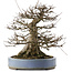 Acer buergerianum, 33 cm, ± 30 years old, in a handmade Japanese pot by Yamaaki with a small crack