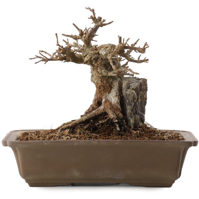 Acer buergerianum, 17 cm, ± 20 years old