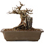 Acer buergerianum, 17 cm, ± 20 anni