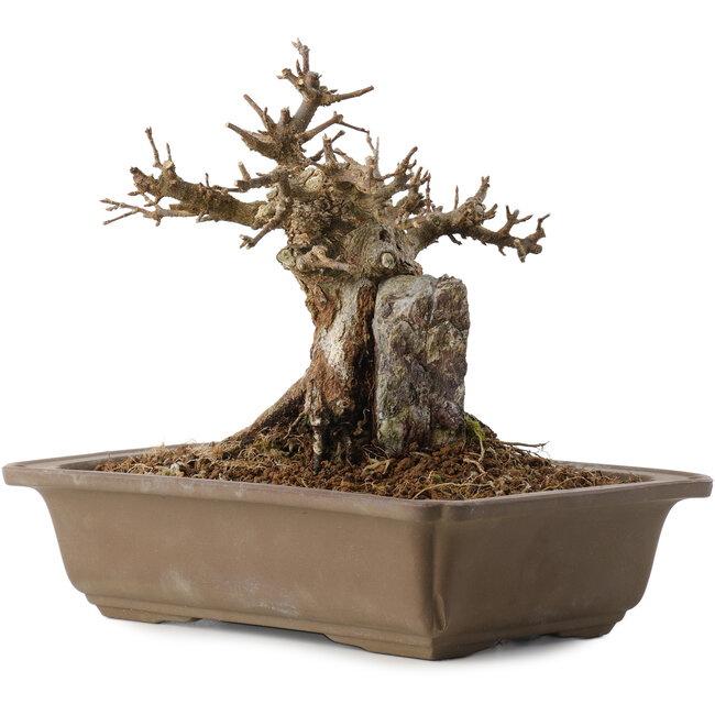 Acer buergerianum, 17 cm, ± 20 jaar oud