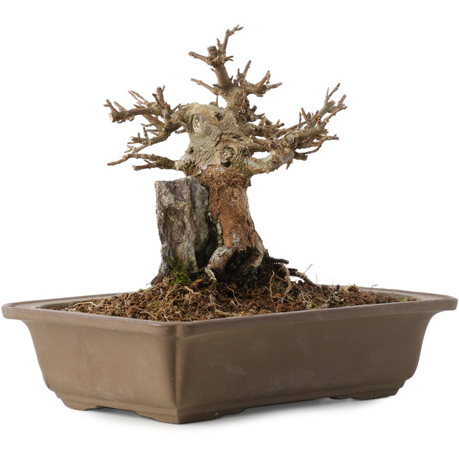 Acer buergerianum, 17 cm, ± 20 jaar oud