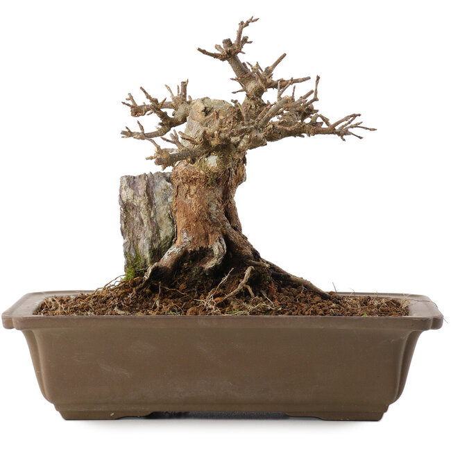 Acer buergerianum, 17 cm, ± 20 Jahre alt