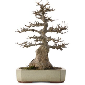  Eimei ( Yozan kiln) Acer buergerianum, 37,5 cm, ± 20 Jahre alt