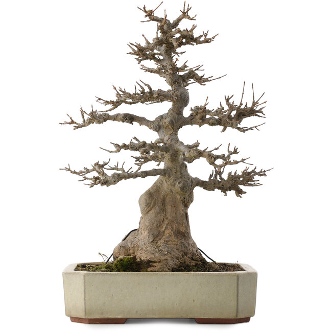 Acer buergerianum, 37,5 cm, ± 20 years old, in a handmade Japanese pot by Eime Yozan