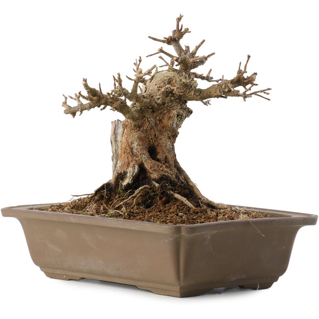 Acer buergerianum, 17 cm, ± 20 ans