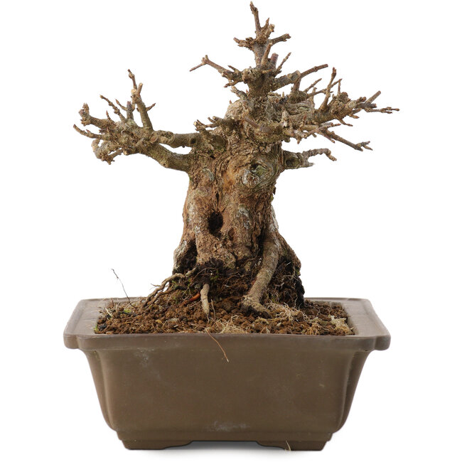 Acer buergerianum, 17 cm, ± 20 jaar oud