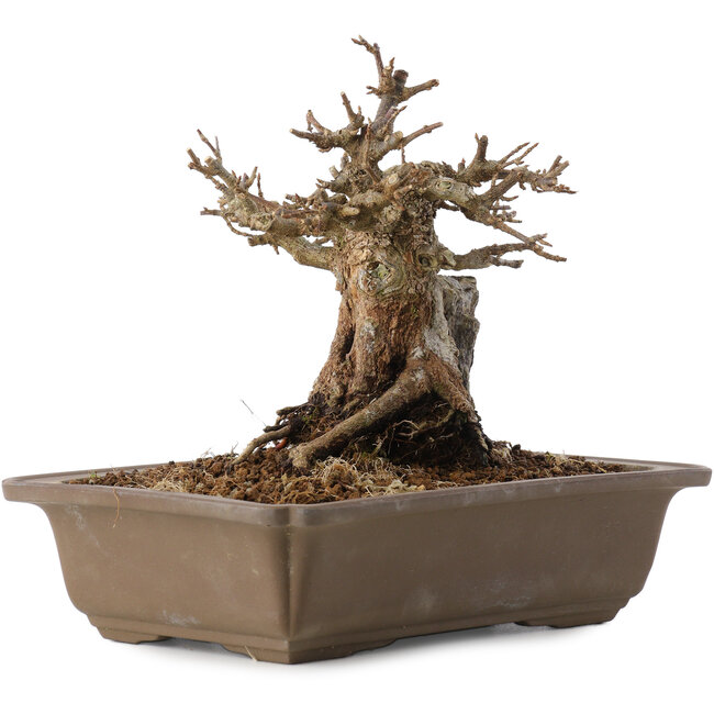 Acer buergerianum, 17 cm, ± 20 jaar oud