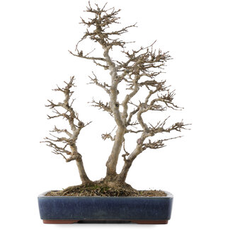 Eime Yozan Acer buergerianum, 44,5 cm, ± 25 anni