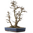 Acer buergerianum, 44,5 cm, ± 25 anni, in un vaso giapponese fatto a mano da Eime Yozan con qualche piccola scheggiatura