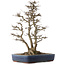 Acer buergerianum, 44,5 cm, ± 25 anni, in un vaso giapponese fatto a mano da Eime Yozan con qualche piccola scheggiatura