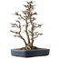 Acer buergerianum, 44,5 cm, ± 25 years old, in a handmade Japanese pot by Eime Yozan with a few  small chips