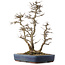 Acer buergerianum, 44,5 cm, ± 25 years old, in a handmade Japanese pot by Eime Yozan with a few  small chips