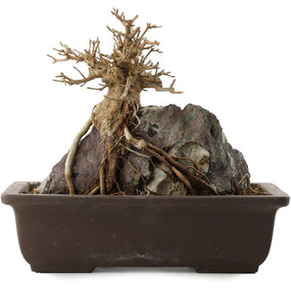 Acer buergerianum, 19,5 cm, ± 15 ans