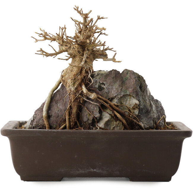 Acer buergerianum, 19,5 cm, ± 15 jaar oud