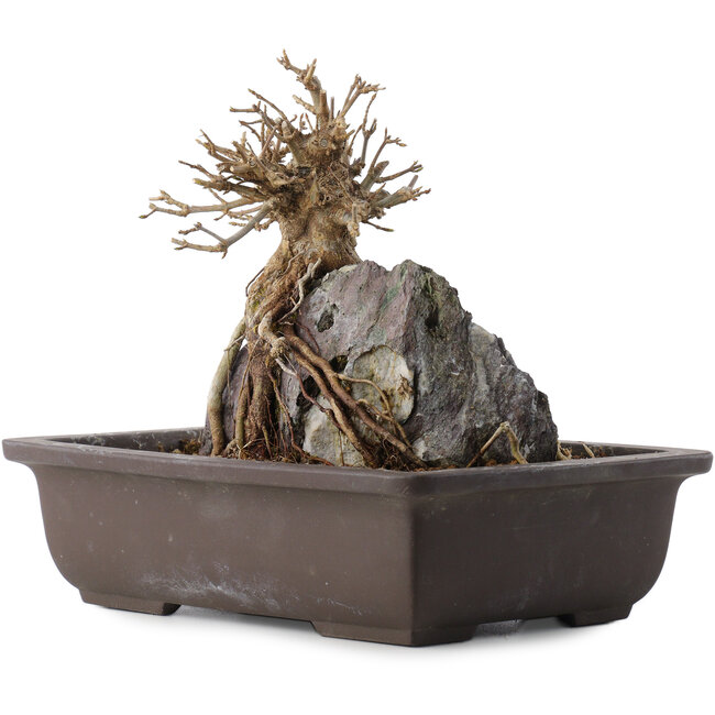 Acer buergerianum, 19,5 cm, ± 15 años