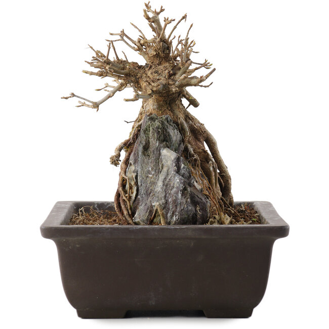 Acer buergerianum, 19,5 cm, ± 15 años