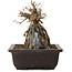 Acer buergerianum, 19,5 cm, ± 15 anni