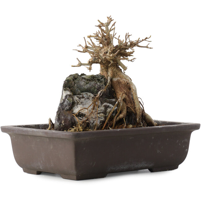 Acer buergerianum, 19,5 cm, ± 15 jaar oud