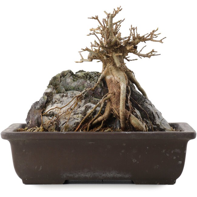 Acer buergerianum, 19,5 cm, ± 15 ans