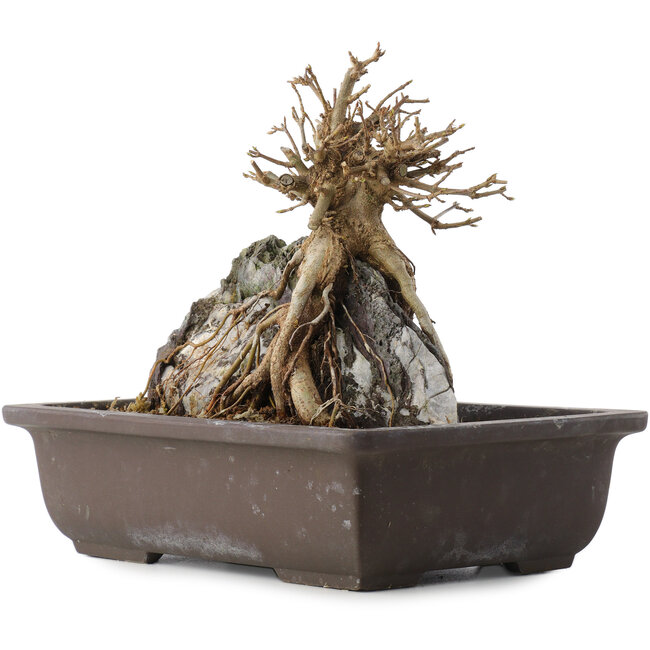 Acer buergerianum, 19,5 cm, ± 15 Jahre alt