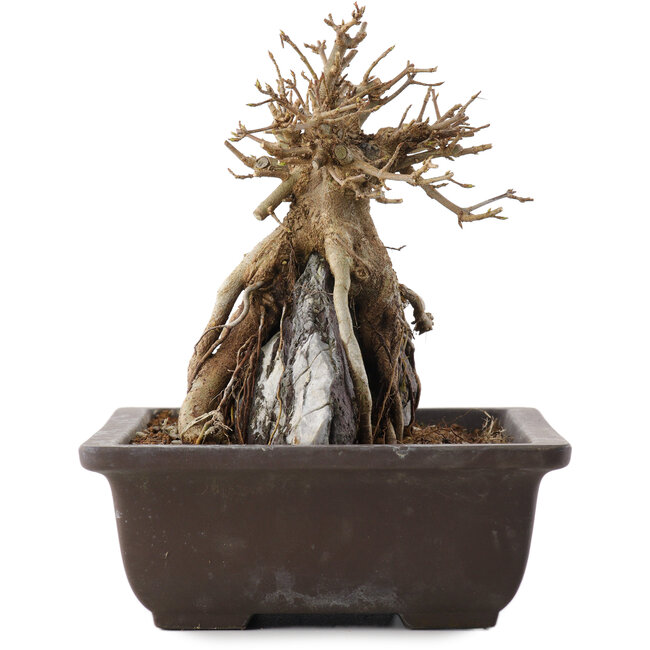 Acer buergerianum, 19,5 cm, ± 15 jaar oud