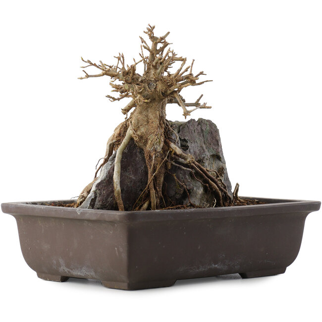 Acer buergerianum, 19,5 cm, ± 15 años