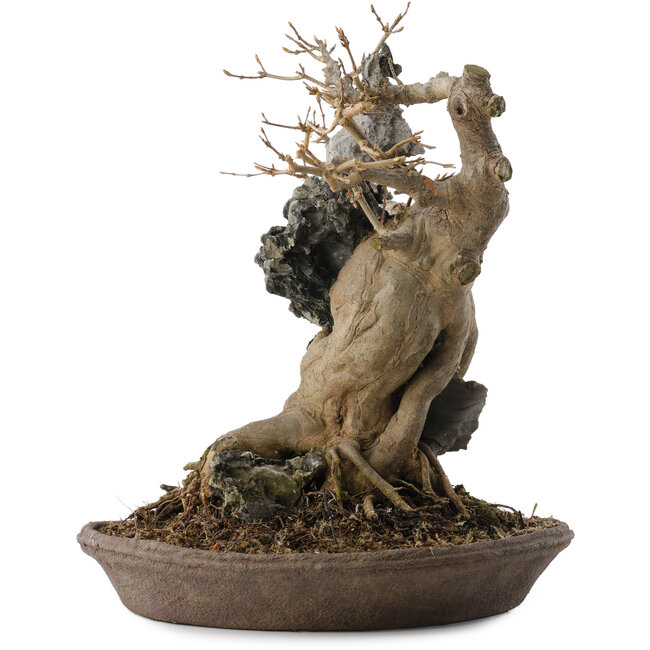 Acer buergerianum, 33,5 cm, ± 20 years old, in a handmade Japanese pot by Reiho
