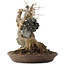 Acer buergerianum, 33,5 cm, ± 20 years old, in a handmade Japanese pot by Reiho