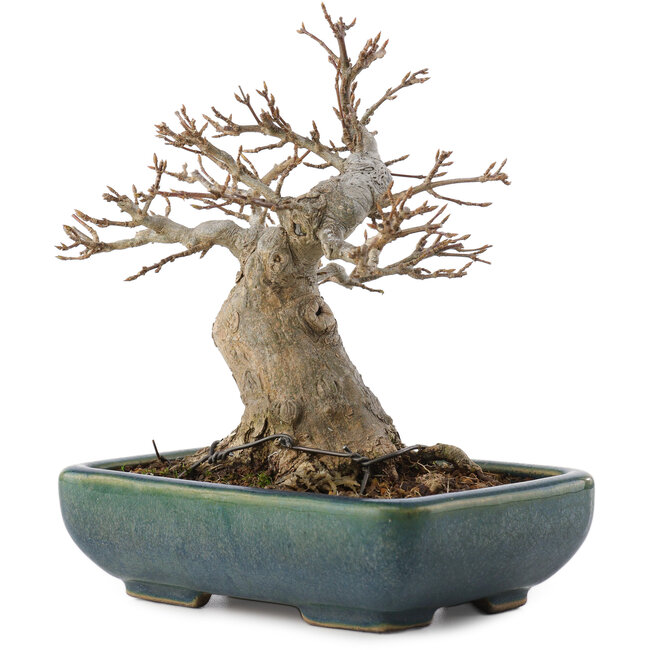 Acer buergerianum, 15,5 cm, ± 20 anni