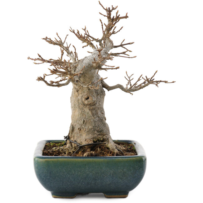 Acer buergerianum, 15,5 cm, ± 20 anni