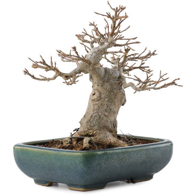 Acer buergerianum, 15,5 cm, ± 20 anni