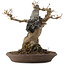 Acer buergerianum, 33,5 cm, ± 20 years old, in a handmade Japanese pot by Reiho