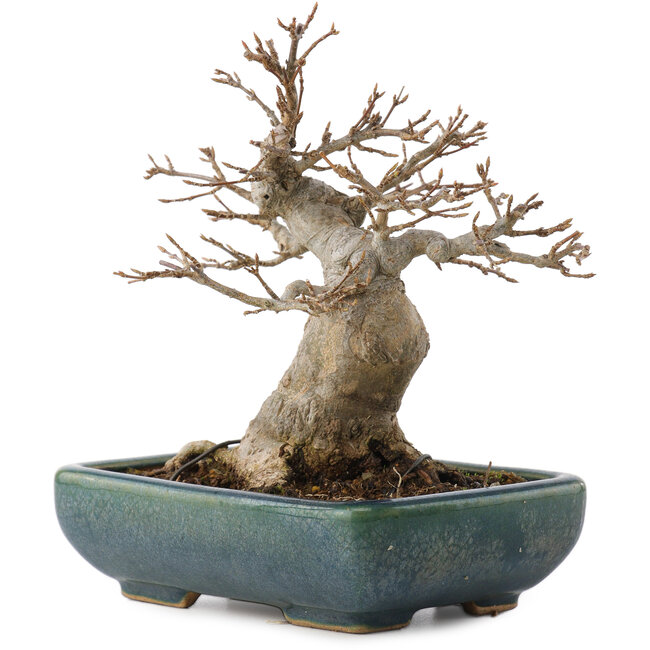 Acer buergerianum, 15,5 cm, ± 20 years old