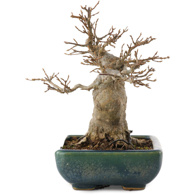 Acer buergerianum, 15,5 cm, ± 20 jaar oud