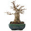 Acer buergerianum, 15,5 cm, ± 20 jaar oud