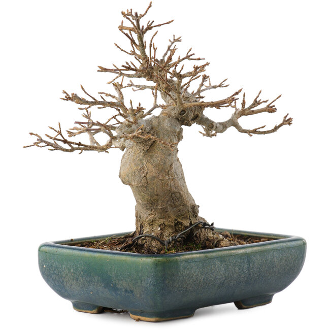 Acer buergerianum, 15,5 cm, ± 20 Jahre alt