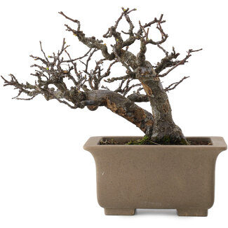 Pseudocydonia sinensis, 23,5 cm, ± 15 Jahre alt