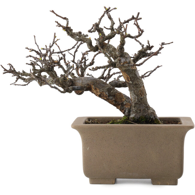 Pseudocydonia sinensis, 23,5 cm, ± 15 jaar oud, in pot met meerdere kleine chipjes van de pootjes