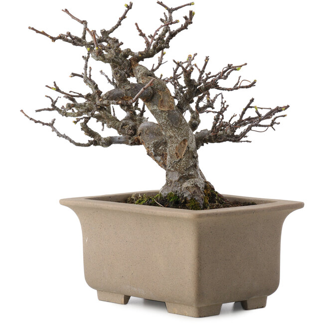 Pseudocydonia sinensis, 23,5 cm, ± 15 ans, en pot avec multiples petits éclats de pieds