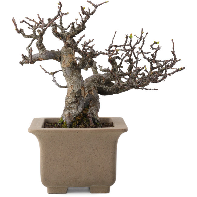 Pseudocydonia sinensis, 23,5 cm, ± 15 ans, en pot avec multiples petits éclats de pieds