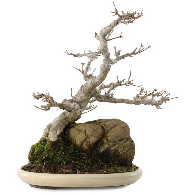 Acer buergerianum, 32 cm, ± 15 ans