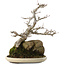 Acer buergerianum, 32 cm, ± 15 anni