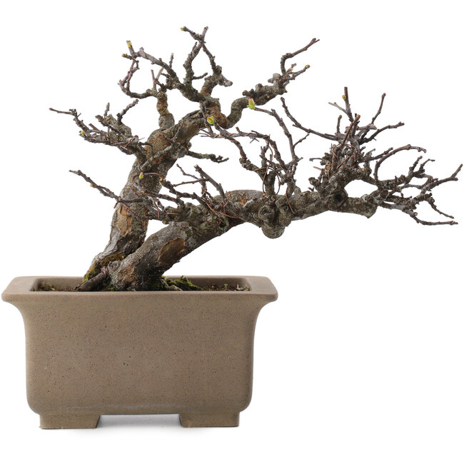 Pseudocydonia sinensis, 23,5 cm, ± 15 años, en maceta con múltiples pequeños fragmentos de patas